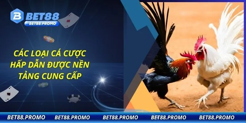 Các loại cá cược hấp dẫn được nền tảng cung cấp