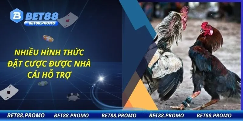 Nhiều hình thức đặt cược được nhà cái hỗ trợ