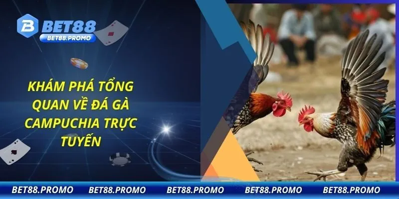 Khám phá tổng quan về đá gà Campuchia trực tuyến