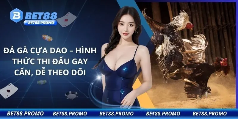 Đá Gà Cựa Dao – Hình Thức Thi Đấu Gay Cấn, Dễ Theo Dõi
