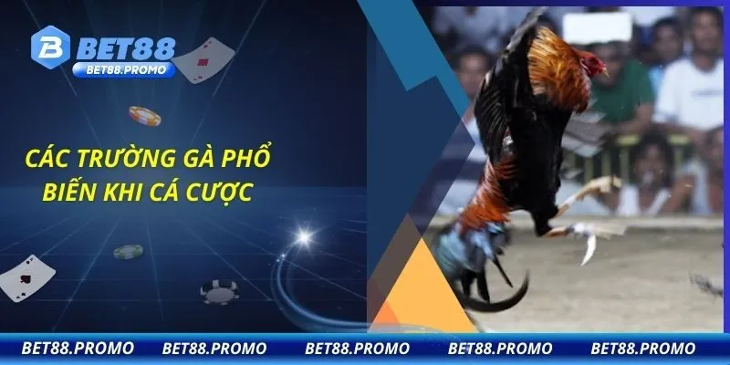 Các trường gà phổ biến khi cá cược