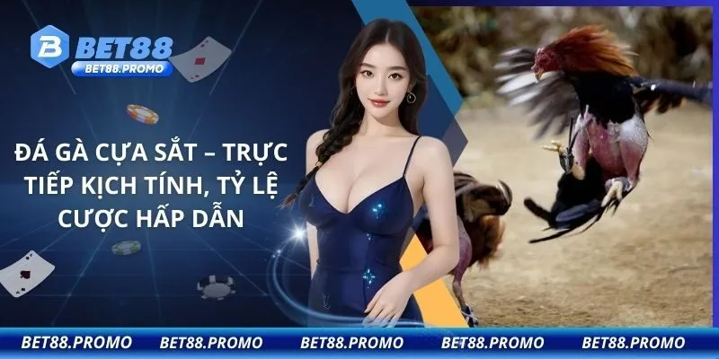Đá Gà Cựa Sắt – Trực Tiếp Kịch Tính, Tỷ Lệ Cược Hấp Dẫn