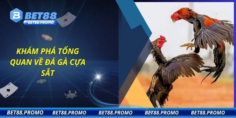 Khám phá tổng quan về đá gà cựa sắt