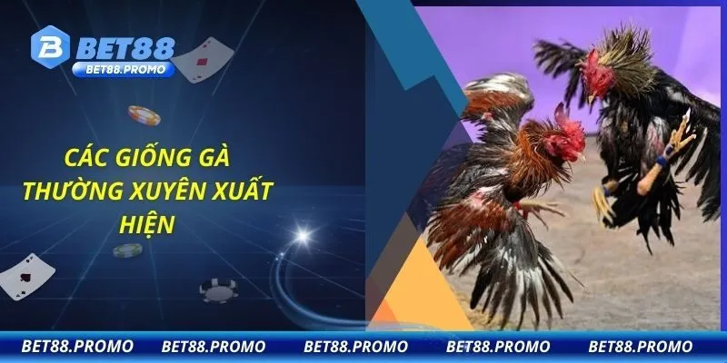 Các giống gà thường xuyên xuất hiện