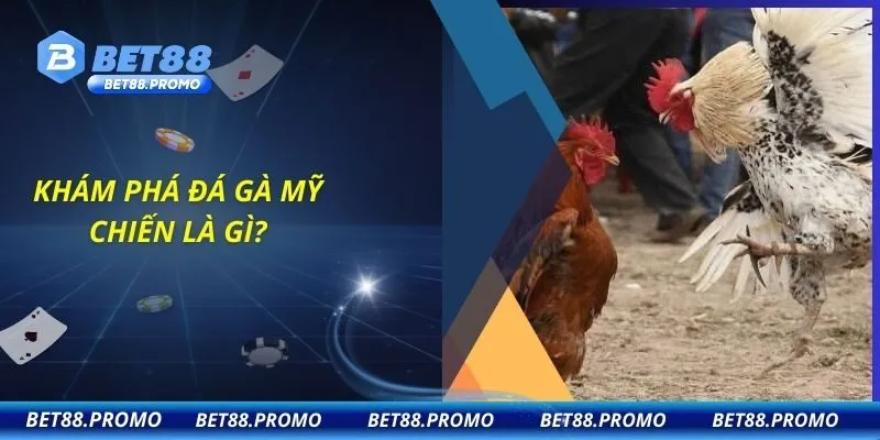 Khám phá đá gà Mỹ chiến là gì?