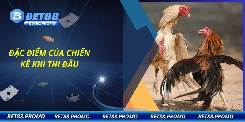 Đặc điểm của chiến kê khi thi đấu