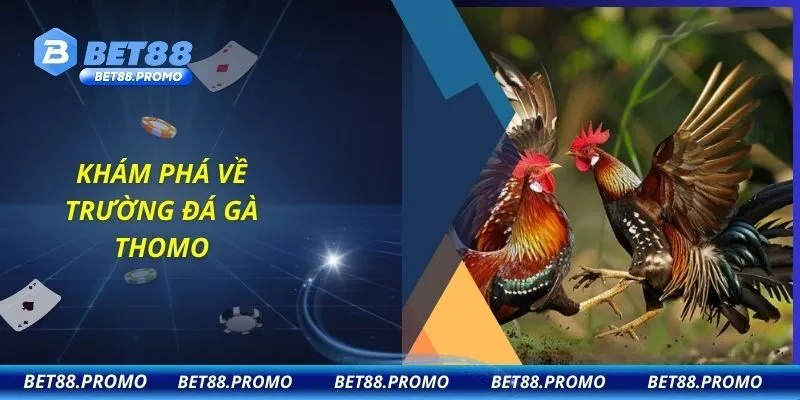 Khám phá về trường đá gà Thomo