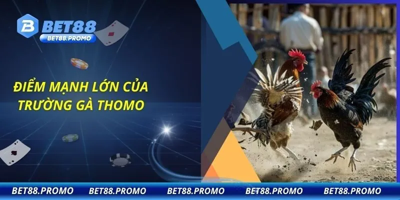 Điểm mạnh lớn của trường gà Thomo